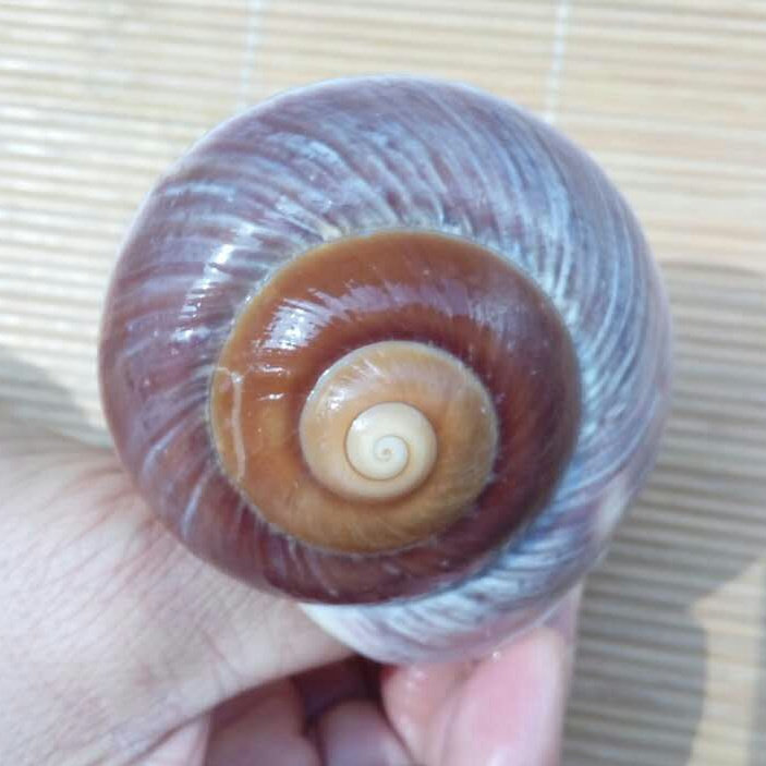 天然海螺贝壳面包螺 水族鱼缸造景 寄居蟹卷贝鱼专用 创意礼物