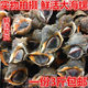 包邮 东港海鲜特产海螺 野生香螺 鲜活油螺 鲜活水产鲜活大海螺