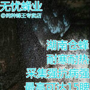 【湖南省发货】湖南仓王伏牛阿坝天柱王中蜂蜂王种王处王新产卵王