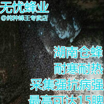 【湖南省发货】湖南仓王伏牛阿坝天柱王中蜂蜂王种王处王新产卵王