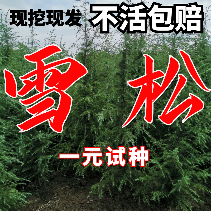 雪松树苗松树小苗四季常青行道树