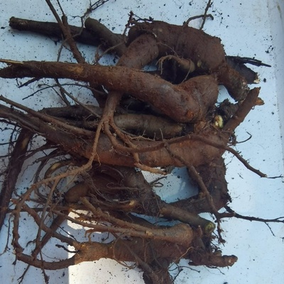 新鲜野生兰人参菜土高丽参调理