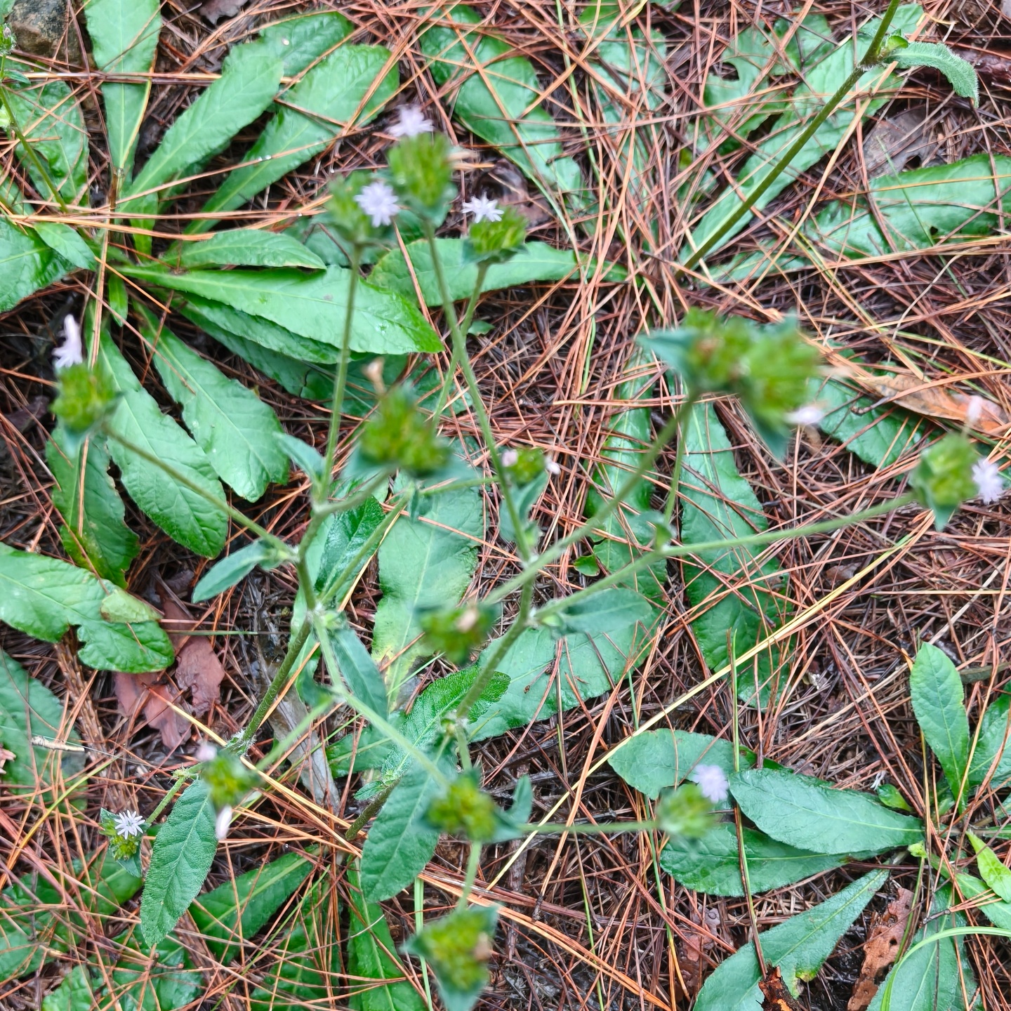 现挖地胆草新鲜地胆头苦地胆草鞋底鹿耳草煲汤煮水野菜中药材