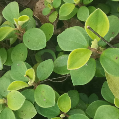 新鲜叶胆散血丹草菜包邮豆瓣