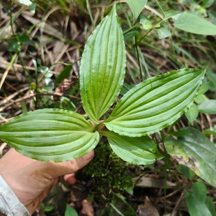 新鲜见血清中草药材500g天然羊耳蒜立地好绿植盆栽可种植整颗发货