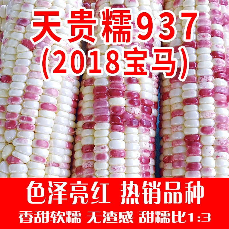 甜糯玉米种子大全春季晓富粘苞米