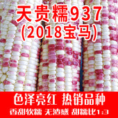 爆款 粘苞米种孑晓富优质玉米种子大全彩甜糯2018宝马 玉米种籽春季