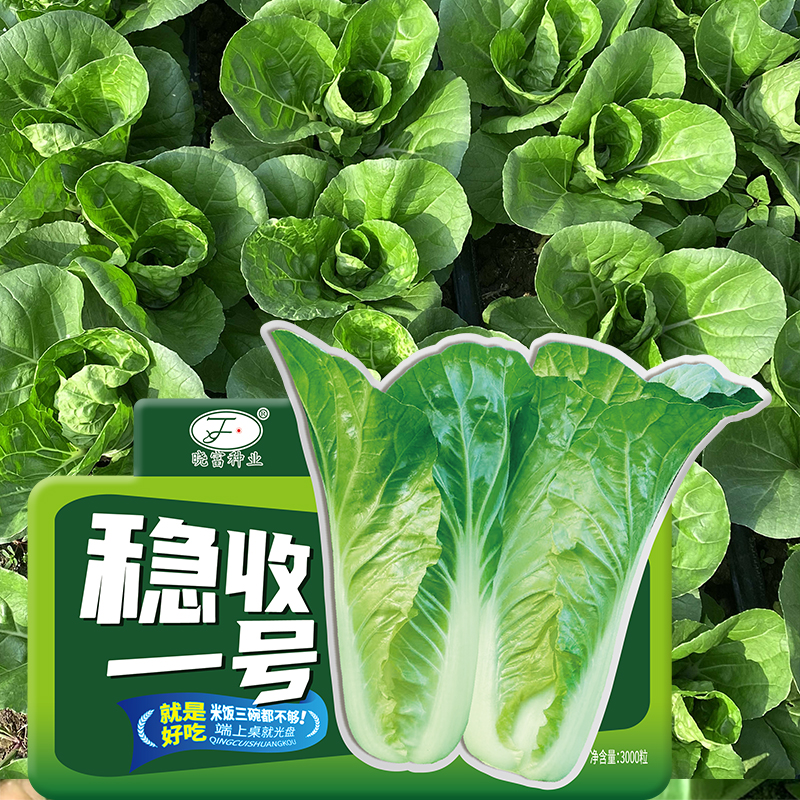 晓富奶油小白菜种子四季播菜种籽阳台盆栽易种稳收一号快菜种孑