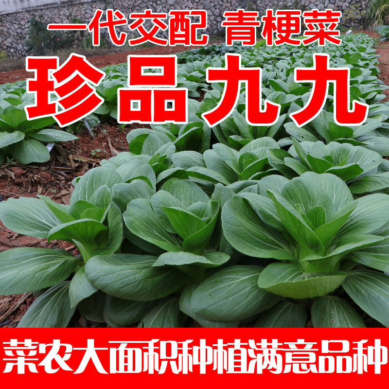 青梗菜种子四季春季阳台盆栽种孑