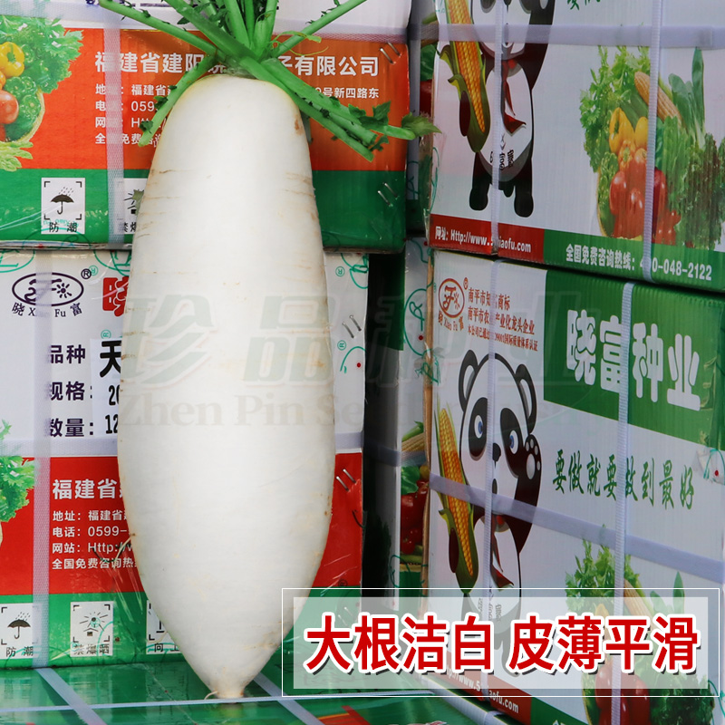 农家四季大全青菜籽种九斤白萝卜