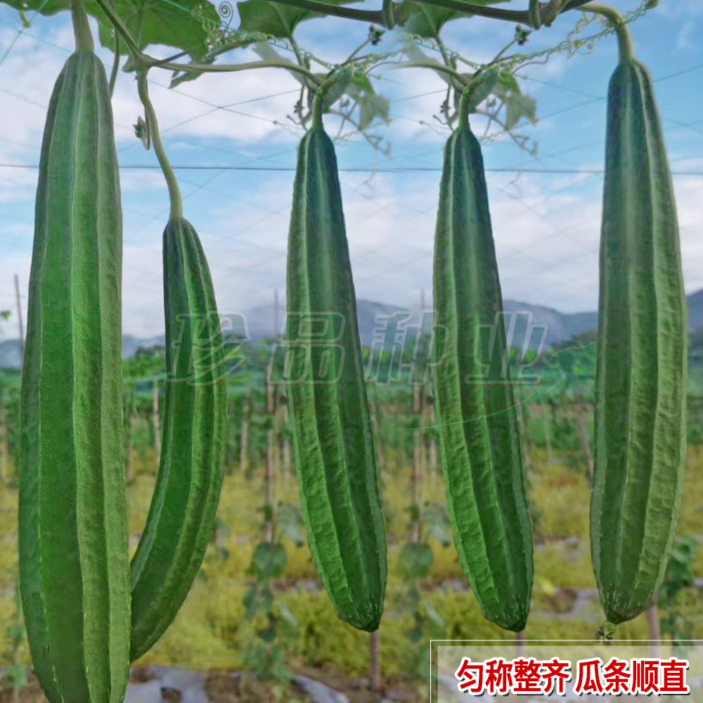 丝瓜种子青菜种籽棱角瓜菜籽种大全四季早熟耐热春满一号蔬菜种孑