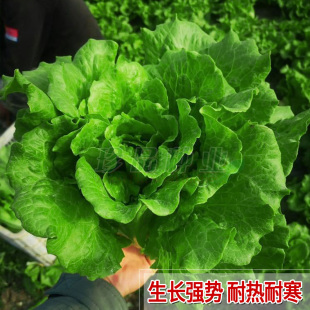 四季 脆嫩生菜种子耐抽苔春菜种籽菜籽种大全阳台盆栽易种蔬菜种孑