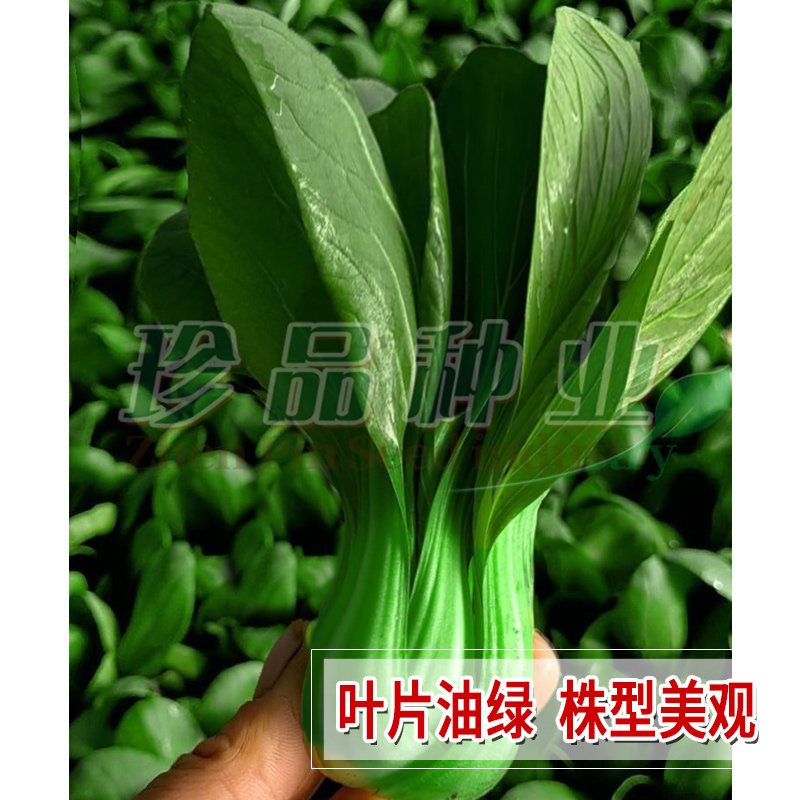青梗菜种子小油菜种上海青籽种大全四季阳台盆栽本甜一号蔬菜种孑