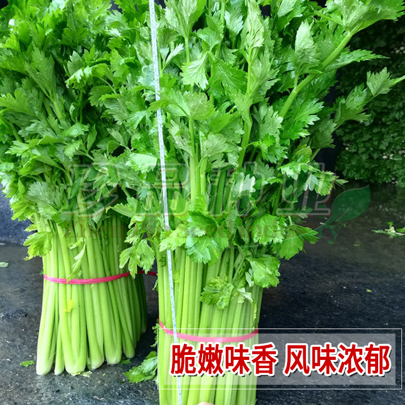 香芹种籽子四季阳台盆栽蔬菜种子
