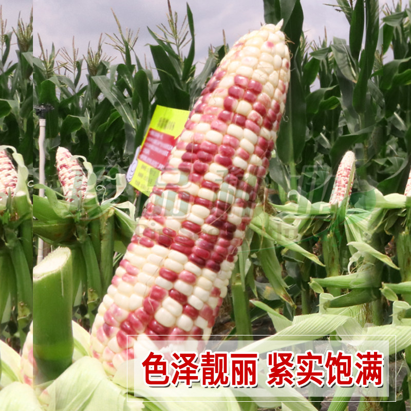 彩甜糯玉米种籽子四季粘玉米种孑