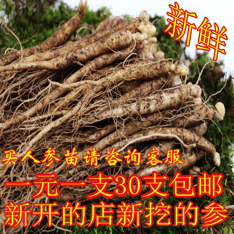 长白山新鲜小人参带土野山参东北特产先挖整枝园参煲汤泡酒人参苗
