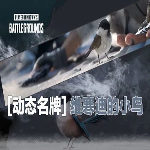 PUBG绝地求生维寒迪的小鸟ID卡皮肤CDK兑换码动态名牌卡名片端游