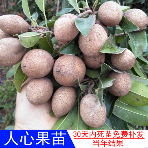 海南人心果树苗越南种植四季
