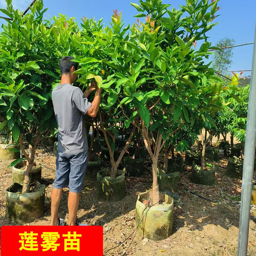 台湾黑糖芭比 黑金刚莲雾苗红翡翠嫁接苗当年结果四季耐寒南北种