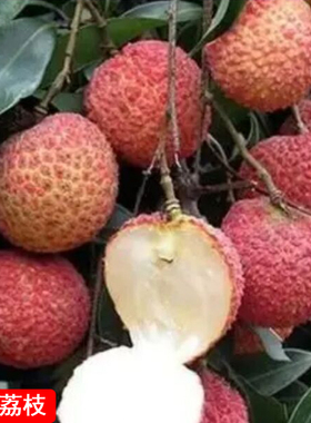 无核桂味荔枝苗糯米滋嫁接当年结水果树果南方种植妃子笑荔枝树苗