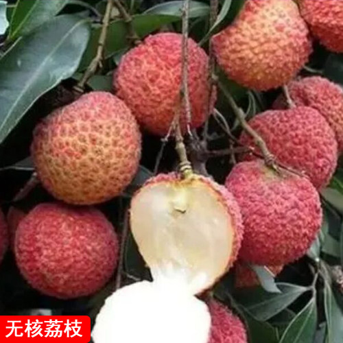无核桂味荔枝苗糯米滋南方种植