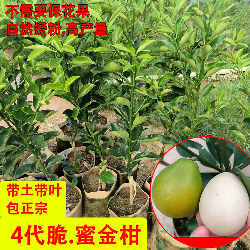 新品脆蜜金柑4代嫁接苗当年结果