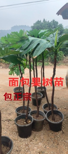 正宗面包果苗树罗蜜树马槟榔无籽面包果苗南方盆栽庭院四季种植