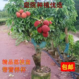 荔枝大树苗妃子笑桂味荔枝树桩带土带叶庭院种植无核荔枝矮化苗糯