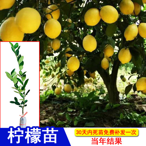 香水黄金无籽青柠檬嫁接苗树苗