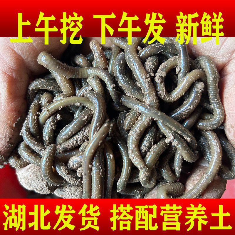 青蚯蚓鲜活黄鳝野生鲶鱼饵料特大黑蚯蚓活体鱼饵活饵钓鱼松土特臭