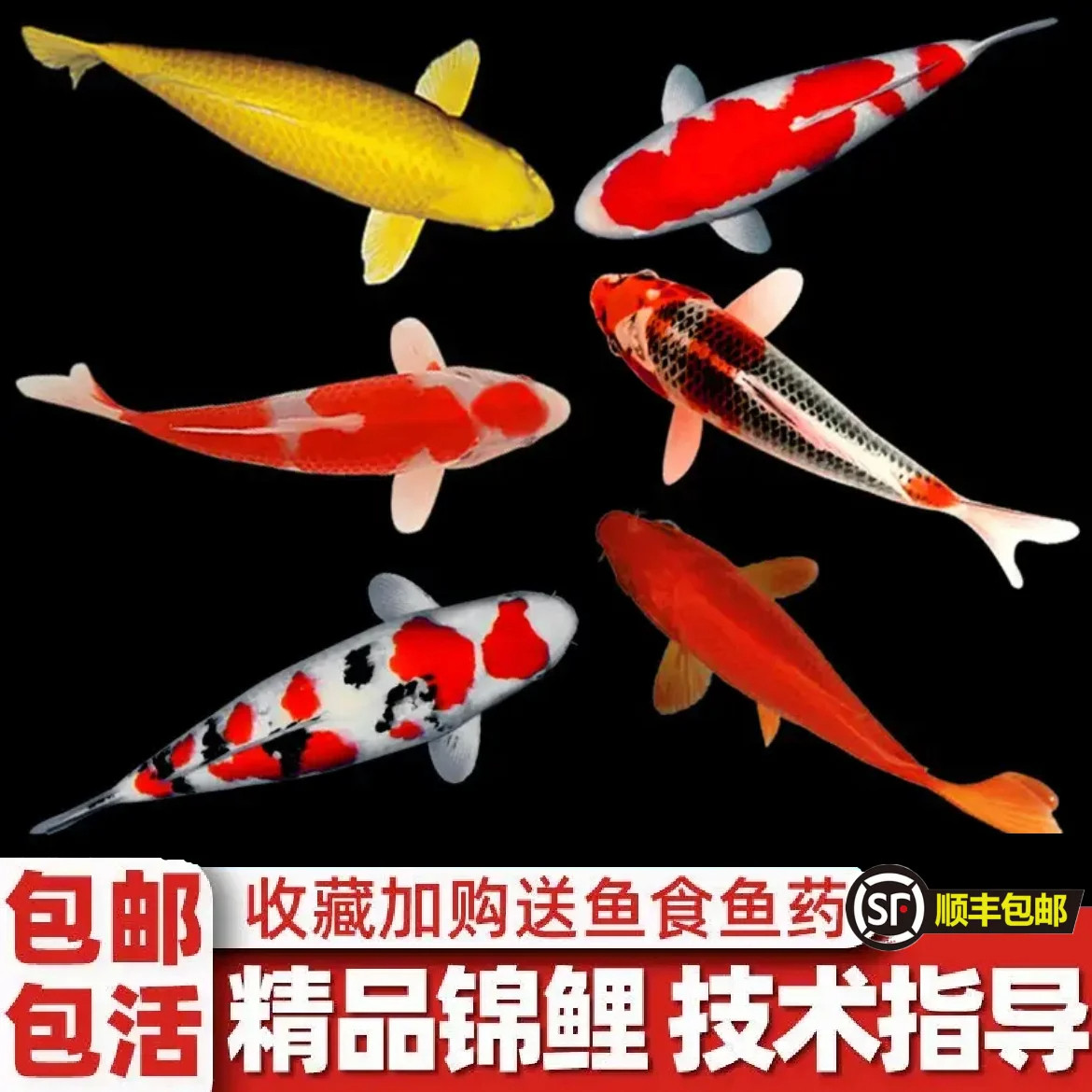 包邮观赏锦鲤鱼冷水淡水金鱼活鱼易养耐活纯种红白三色锦鲤鱼苗