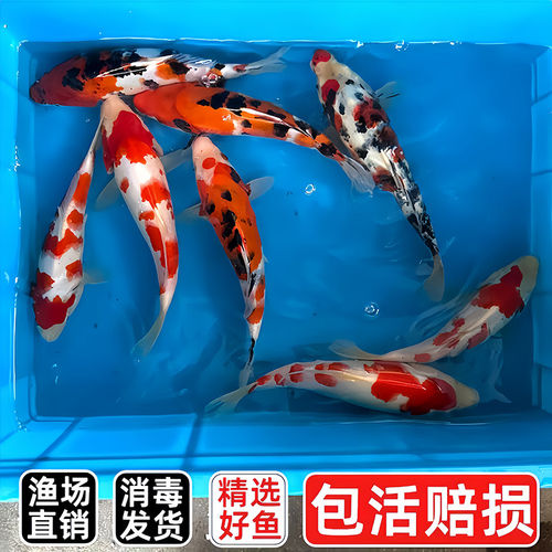 包邮锦鲤鱼观赏鱼活体鱼淡水冷水鱼金鱼好养耐活鱼苗红白三色锦鲤