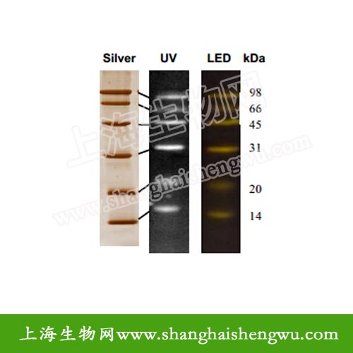 荧光标记的蛋白质 Marker 200μl 20次 REBIO PPM1498