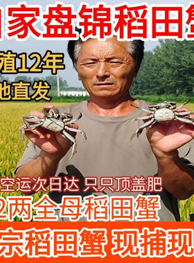 盘锦河蟹稻田蟹六月黄河蟹大闸蟹