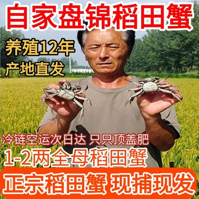 盘锦河蟹稻田蟹六月黄河蟹大闸蟹