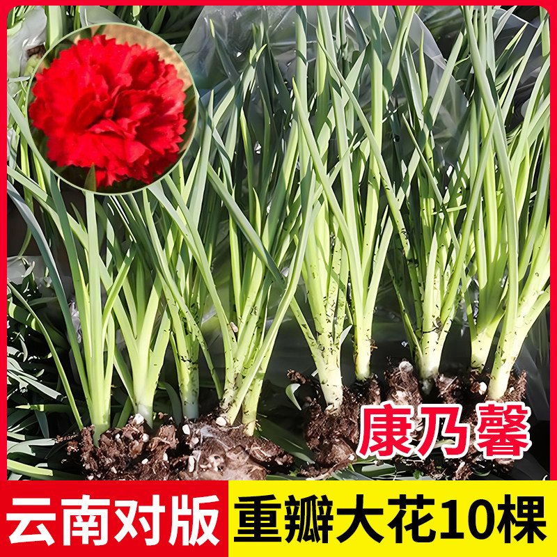 云南康乃馨花苗10棵重瓣切花大花室内阳台盆栽易活花卉室外地栽冬