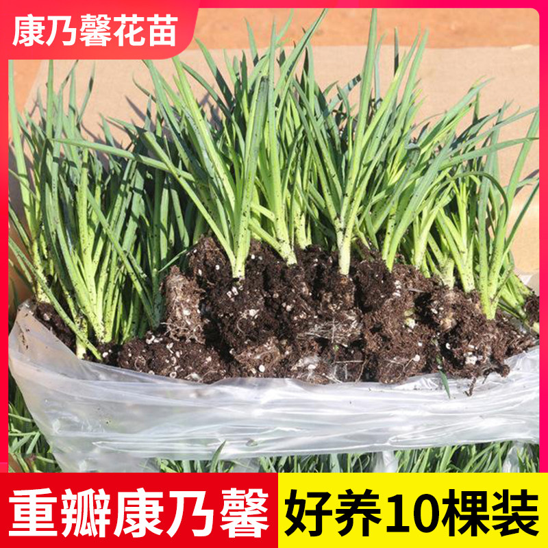 重瓣康乃馨花苗地栽盆栽