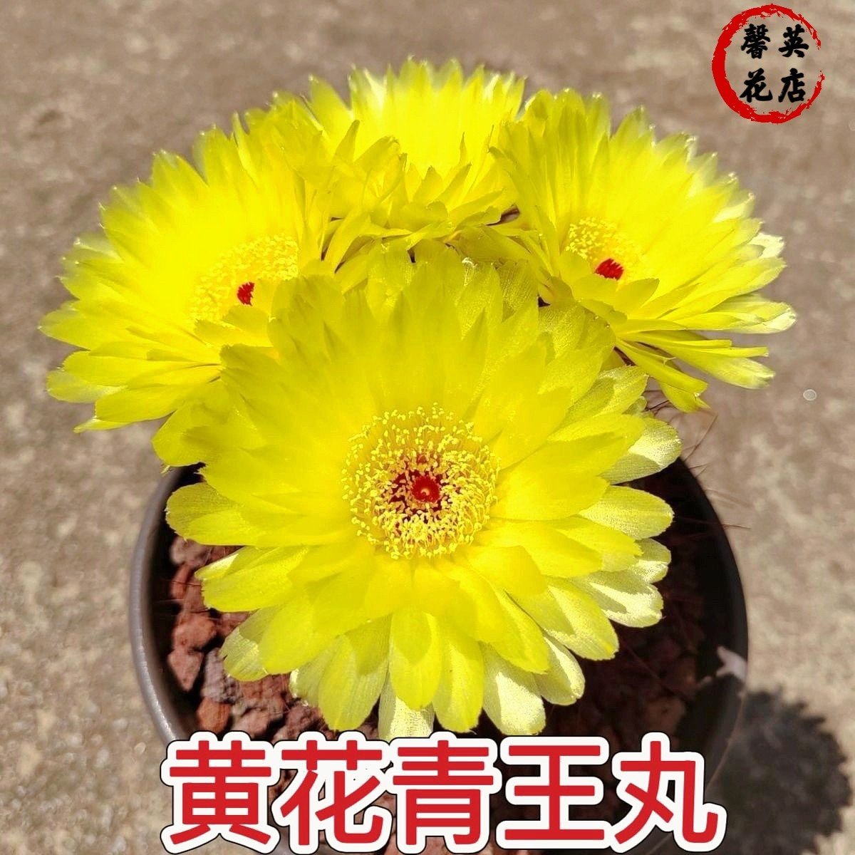 青王丸仙人球开黄花橙色美观