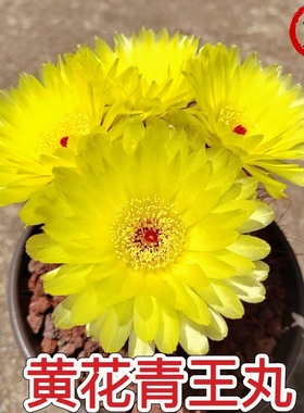 实生青王丸仙人球开花大黄花橙色办公室内绿植养美观多肉植物盆栽