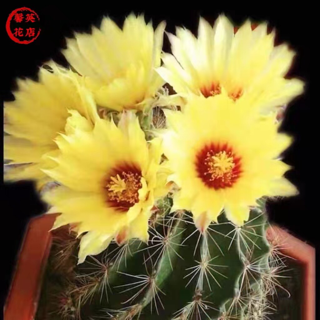 龙王仙人球左旋右旋开花