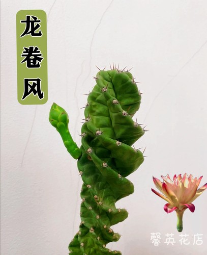 龙卷风螺旋仙人掌开花美观