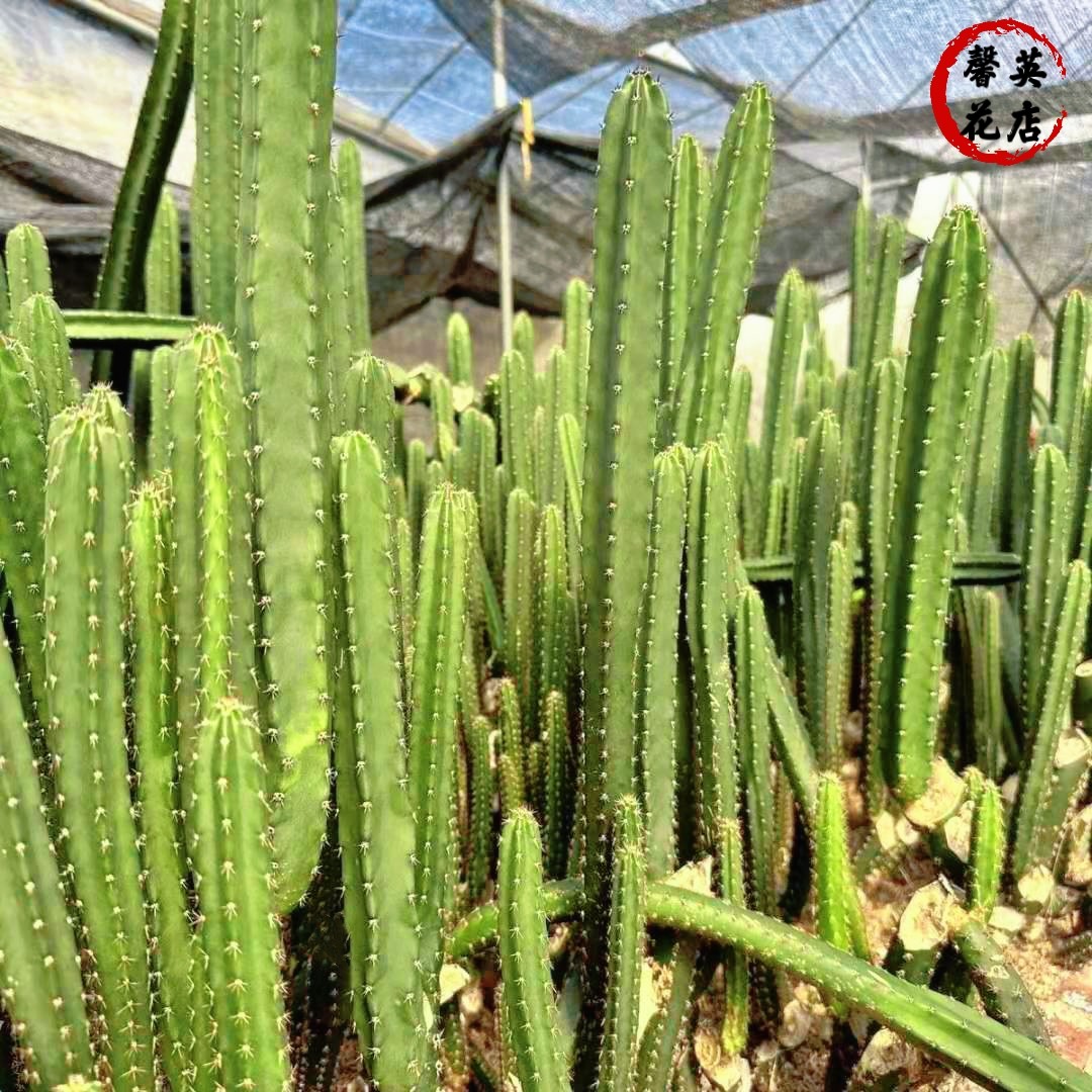 黑刺袖蒲柱砧木多肉植物