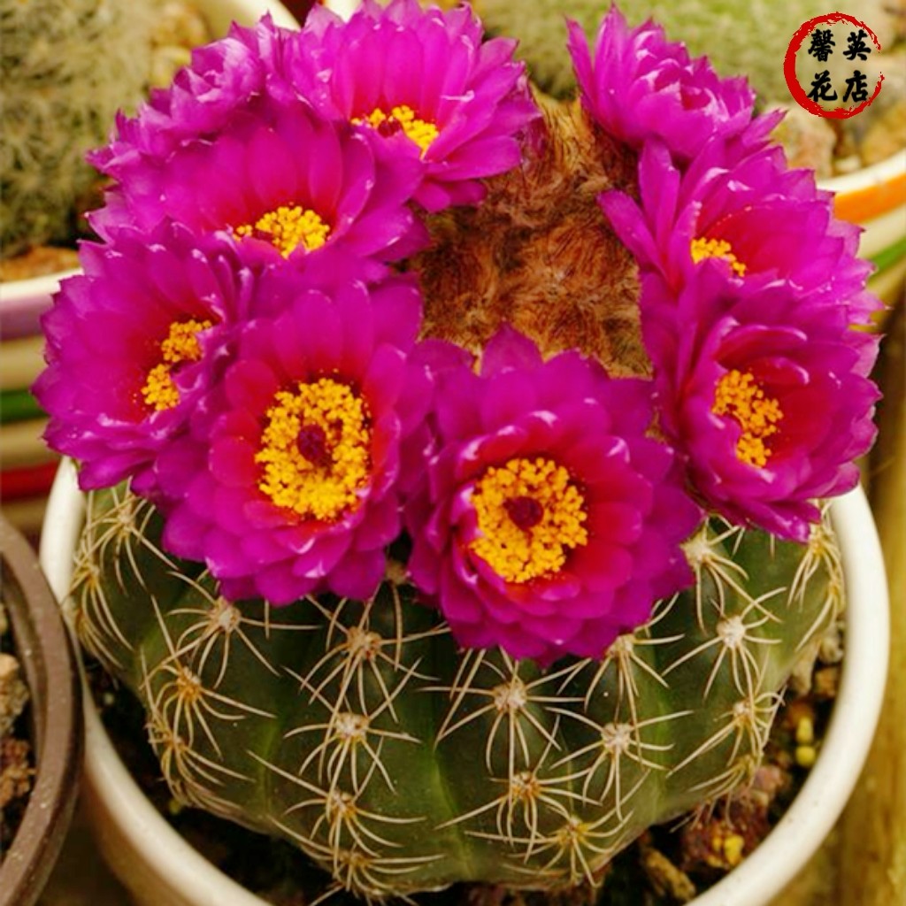 眩美玉仙人球开花室内盆栽