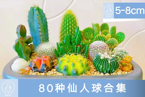 实生仙人球多肉植物仙人掌组合