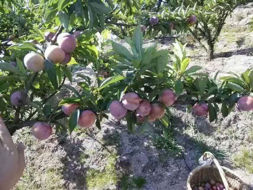 áÓÖÝÌØ²ú