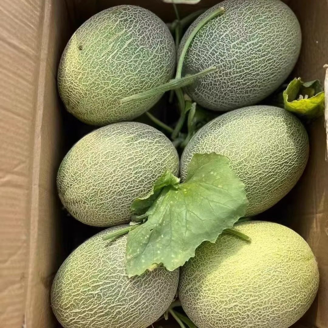 海南网纹瓜哈密瓜新鲜水果当季现摘整箱香甜多汁甜瓜蜜瓜产地直发,水产肉类/新鲜蔬果/熟食,哈密瓜,淘宝优惠券,粉丝福利购,淘宝优惠卷