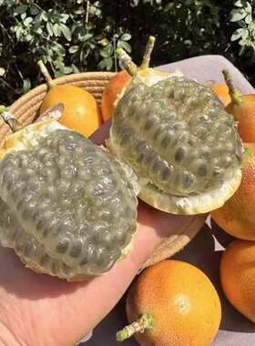 云南西双版纳热情果当季新鲜热带水果稀有特产现摘纯甜黄金百香果