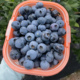 云南蓝莓高山L25花香蓝莓鲜果特大果当季 新鲜水果怡颗莓孕妇水果