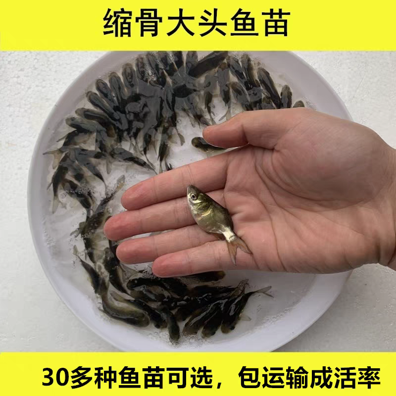 优质缩骨大头鱼苗易养快大仙骨鱼胖头鱼可食用肉食凶猛鱼活体