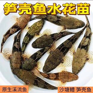 精选笋壳鱼鱼苗活体易养快大呆呆鱼沙塘鳢观赏鱼可食用鱼凶猛鱼